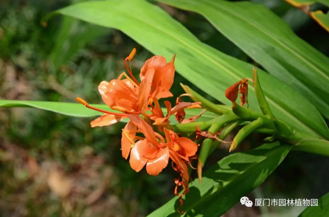 “橙汁”是花不是饮料,旱地里长出莲花...植物园这个园子太神奇了! “橙汁”是花不是饮料,旱地里长出莲花...植物园这个园子太神奇了!