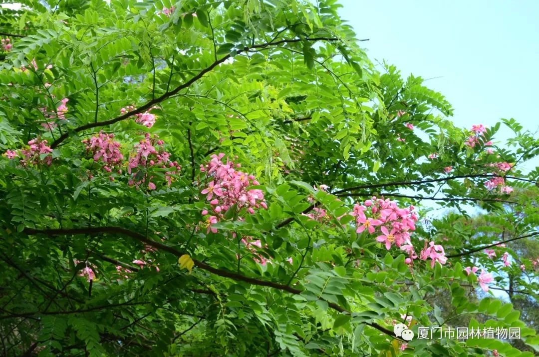 “橙汁”是花不是饮料,旱地里长出莲花...植物园这个园子太神奇了! “橙汁”是花不是饮料,旱地里长出莲花...植物园这个园子太神奇了!