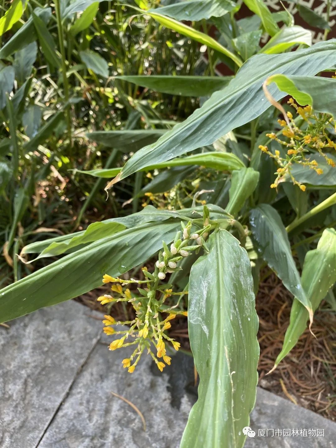 “橙汁”是花不是饮料,旱地里长出莲花...植物园这个园子太神奇了! “橙汁”是花不是饮料,旱地里长出莲花...植物园这个园子太神奇了!