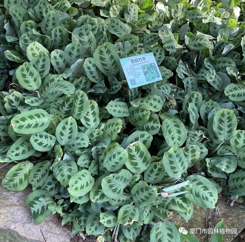 “橙汁”是花不是饮料,旱地里长出莲花...植物园这个园子太神奇了! “橙汁”是花不是饮料,旱地里长出莲花...植物园这个园子太神奇了!