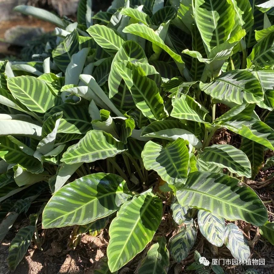 “橙汁”是花不是饮料,旱地里长出莲花...植物园这个园子太神奇了! “橙汁”是花不是饮料,旱地里长出莲花...植物园这个园子太神奇了!