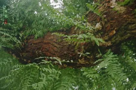 医圣故事丨石毛姜治“鬼剃头”