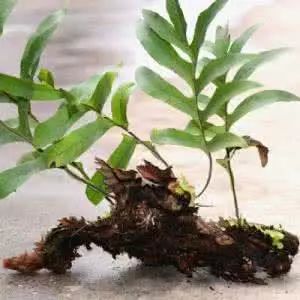 医圣故事丨石毛姜治“鬼剃头”