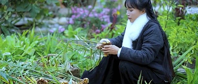 不知如何吃姜？李子柒做成了不同的美味！-七不姜 生姜养生网-明德CSA生态姜园&明安农业