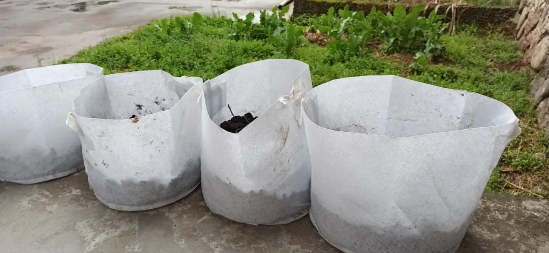 薑有佛心 还有孝道。生姜就是“富贵竹”。家庭盆栽种植生姜催芽技术分享，成功率百分百，操作也非常简单