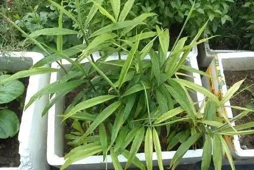 薑有佛心 还有孝道。生姜就是“富贵竹”。家庭盆栽种植生姜催芽技术分享，成功率百分百，操作也非常简单