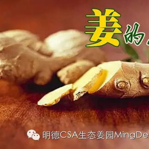 薑有佛心 还有孝道。生姜就是“富贵竹”。家庭盆栽种植生姜催芽技术分享,成功率百分百,操作也非常简单 薑有佛心 还有孝道。生姜就是“富贵竹”。家庭盆栽种植生姜催芽技术分享,成功率百分百,操作也非常简单