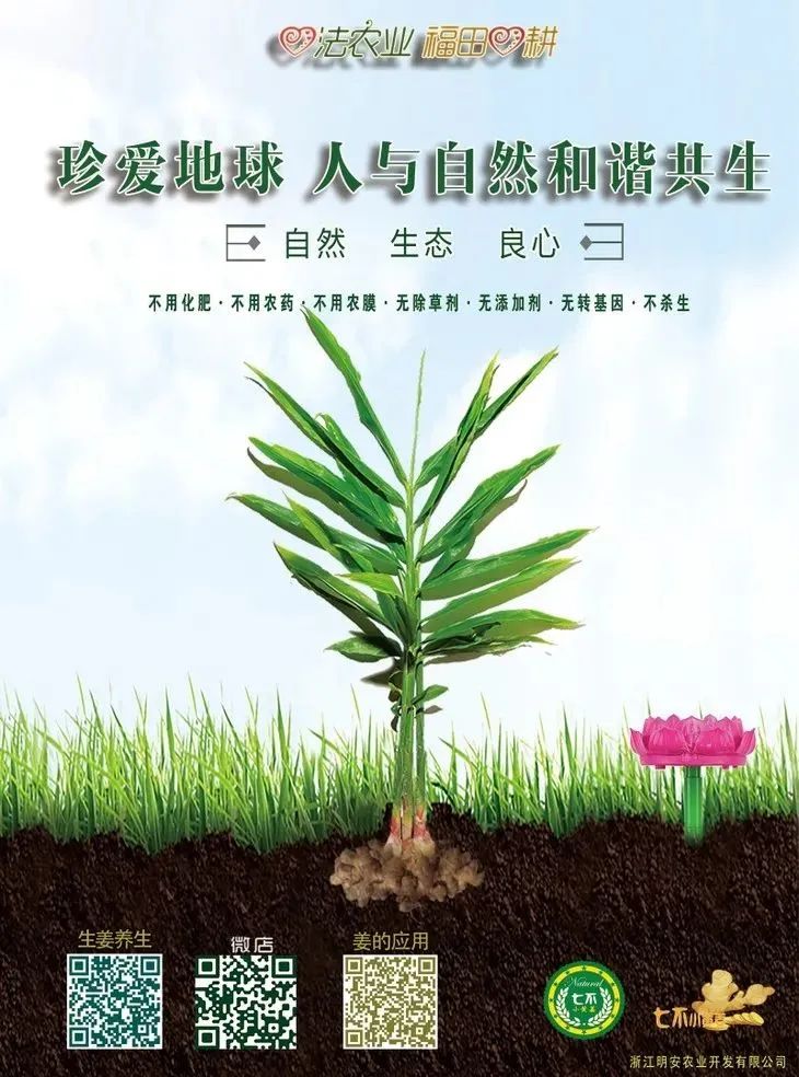 七不小黄姜 微店买姜 春耕优惠劵!五一劳动节优惠... 七不小黄姜 微店买姜 春耕优惠劵!五一劳动节优惠...