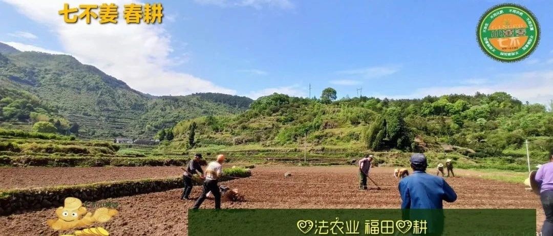 庆心法农业七不姜2021春耕开播 春耕图展-七不姜 生姜养生网-明德CSA生态姜园&明安农业
