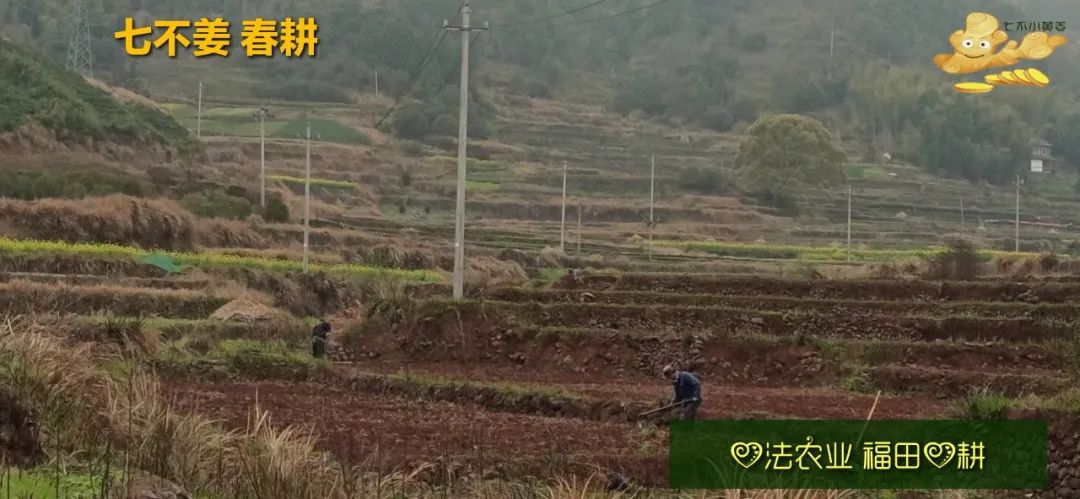 庆心法农业七不姜2021春耕开播 春耕图展 庆心法农业七不姜2021春耕开播 春耕图展