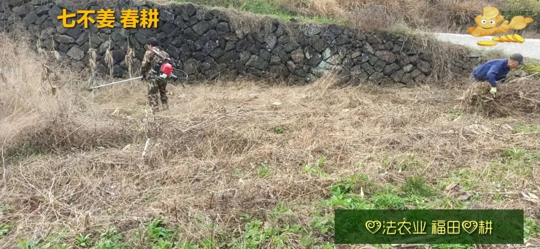 庆心法农业七不姜2021春耕开播 春耕图展 庆心法农业七不姜2021春耕开播 春耕图展