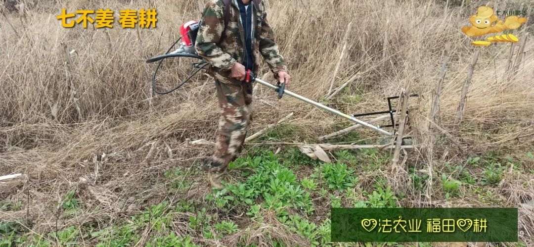 庆心法农业七不姜2021春耕开播 春耕图展 庆心法农业七不姜2021春耕开播 春耕图展