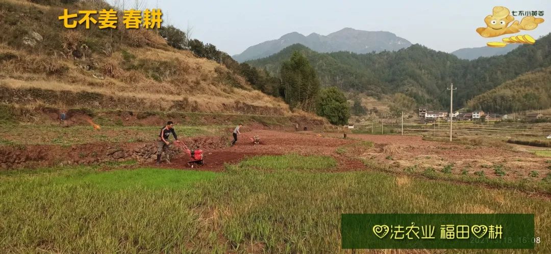 庆心法农业七不姜2021春耕开播 春耕图展 庆心法农业七不姜2021春耕开播 春耕图展