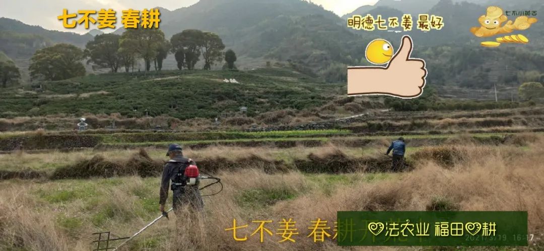 庆心法农业七不姜2021春耕开播 春耕图展 庆心法农业七不姜2021春耕开播 春耕图展