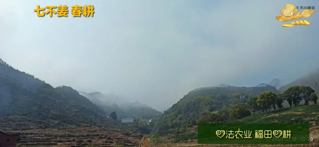 庆心法农业七不姜2021春耕开播 春耕图展 庆心法农业七不姜2021春耕开播 春耕图展