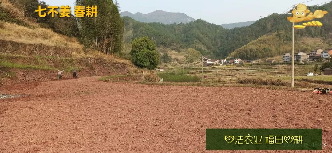 庆心法农业七不姜2021春耕开播 春耕图展 庆心法农业七不姜2021春耕开播 春耕图展