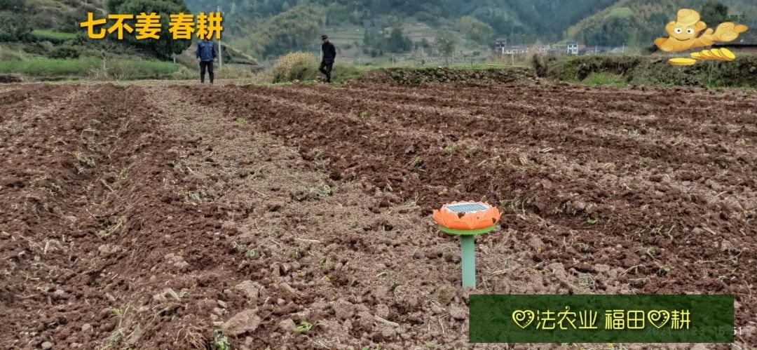 庆心法农业七不姜2021春耕开播 春耕图展 庆心法农业七不姜2021春耕开播 春耕图展