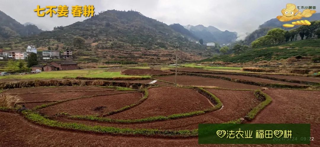 庆心法农业七不姜2021春耕开播 春耕图展 庆心法农业七不姜2021春耕开播 春耕图展