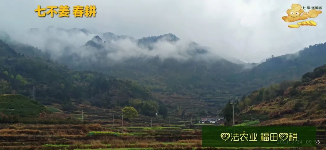 庆心法农业七不姜2021春耕开播 春耕图展 庆心法农业七不姜2021春耕开播 春耕图展