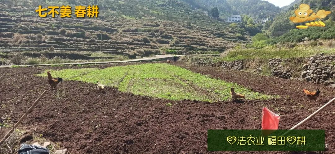 庆心法农业七不姜2021春耕开播 春耕图展 庆心法农业七不姜2021春耕开播 春耕图展