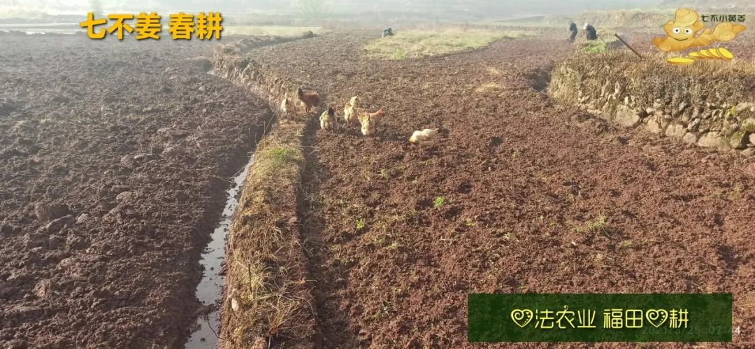 庆心法农业七不姜2021春耕开播 春耕图展 庆心法农业七不姜2021春耕开播 春耕图展