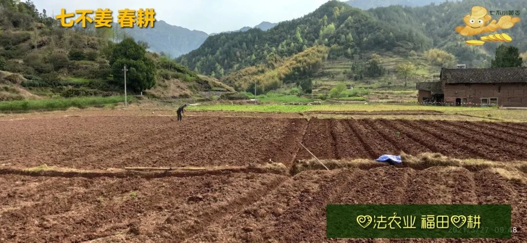 庆心法农业七不姜2021春耕开播 春耕图展 庆心法农业七不姜2021春耕开播 春耕图展