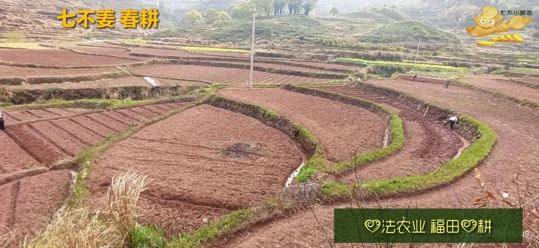 庆心法农业七不姜2021春耕开播 春耕图展 庆心法农业七不姜2021春耕开播 春耕图展