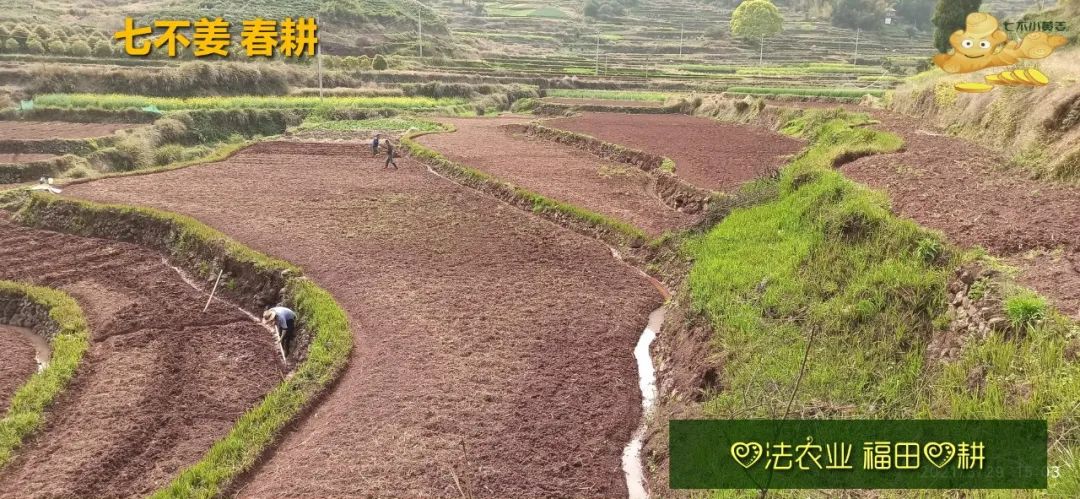 庆心法农业七不姜2021春耕开播 春耕图展 庆心法农业七不姜2021春耕开播 春耕图展