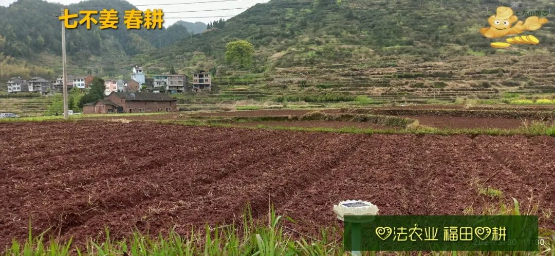 庆心法农业七不姜2021春耕开播 春耕图展 庆心法农业七不姜2021春耕开播 春耕图展