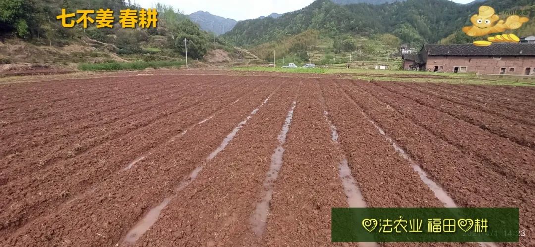 庆心法农业七不姜2021春耕开播 春耕图展 庆心法农业七不姜2021春耕开播 春耕图展