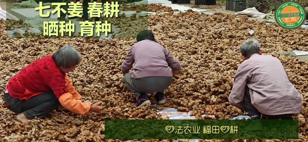 庆心法农业七不姜2021春耕开播 春耕图展 庆心法农业七不姜2021春耕开播 春耕图展