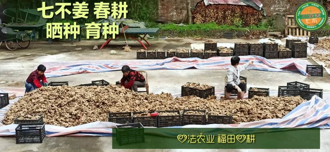 庆心法农业七不姜2021春耕开播 春耕图展 庆心法农业七不姜2021春耕开播 春耕图展