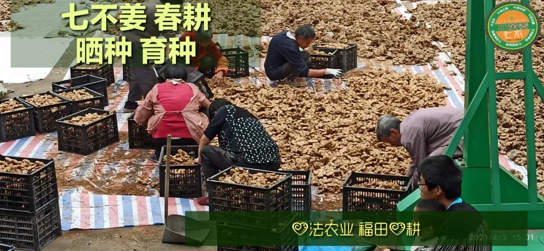 庆心法农业七不姜2021春耕开播 春耕图展 庆心法农业七不姜2021春耕开播 春耕图展