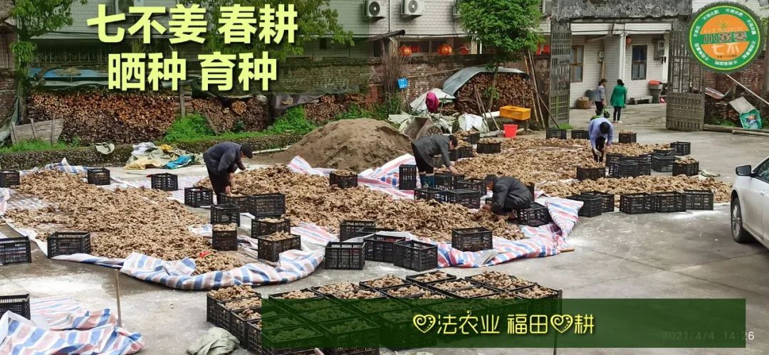 庆心法农业七不姜2021春耕开播 春耕图展 庆心法农业七不姜2021春耕开播 春耕图展