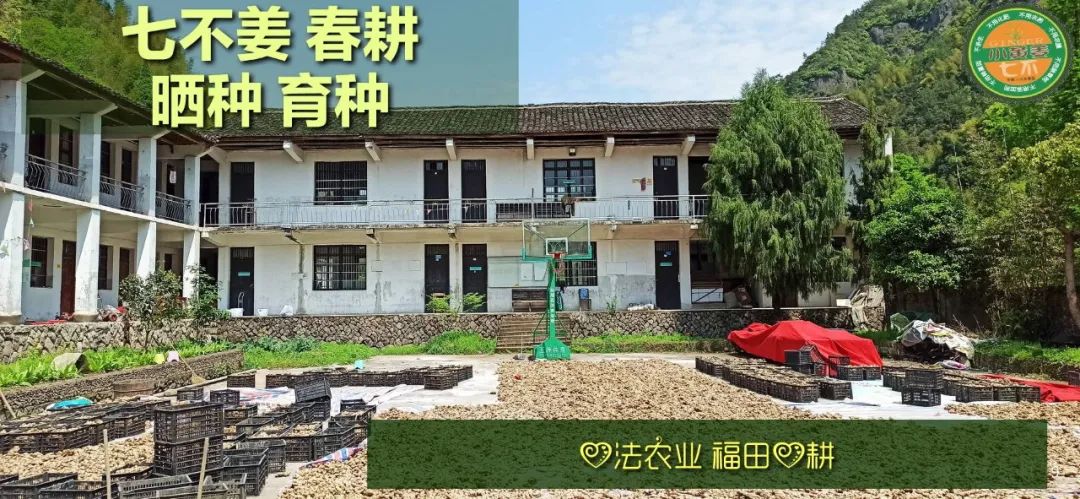 庆心法农业七不姜2021春耕开播 春耕图展 庆心法农业七不姜2021春耕开播 春耕图展