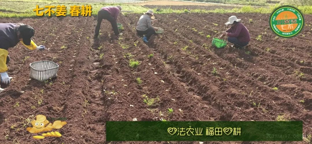 庆心法农业七不姜2021春耕开播 春耕图展 庆心法农业七不姜2021春耕开播 春耕图展