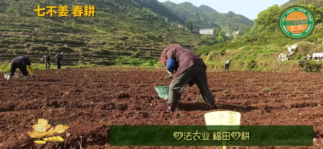 庆心法农业七不姜2021春耕开播 春耕图展 庆心法农业七不姜2021春耕开播 春耕图展