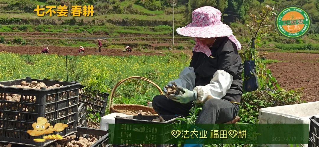 庆心法农业七不姜2021春耕开播 春耕图展 庆心法农业七不姜2021春耕开播 春耕图展
