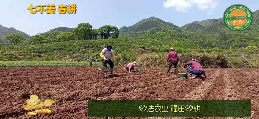 庆心法农业七不姜2021春耕开播 春耕图展 庆心法农业七不姜2021春耕开播 春耕图展