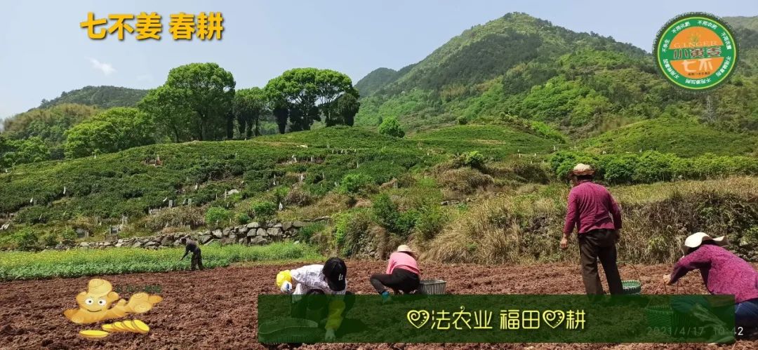庆心法农业七不姜2021春耕开播 春耕图展 庆心法农业七不姜2021春耕开播 春耕图展