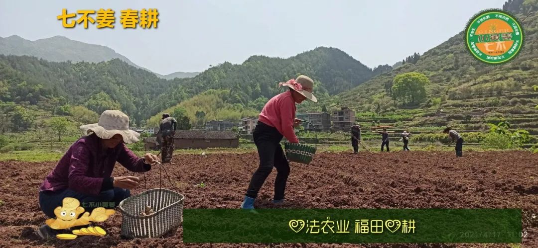 庆心法农业七不姜2021春耕开播 春耕图展 庆心法农业七不姜2021春耕开播 春耕图展