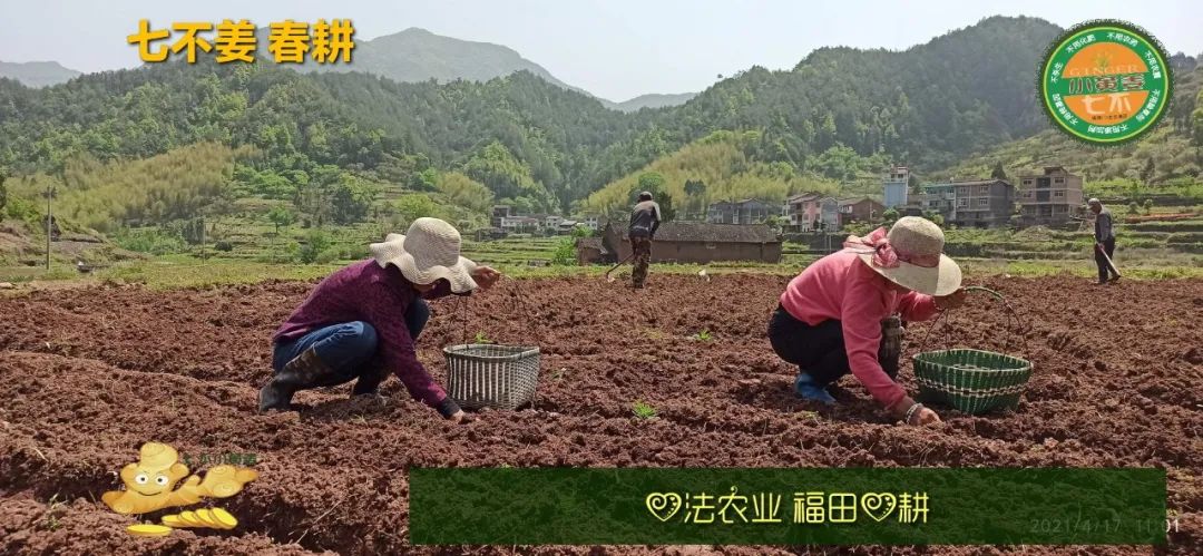 庆心法农业七不姜2021春耕开播 春耕图展 庆心法农业七不姜2021春耕开播 春耕图展