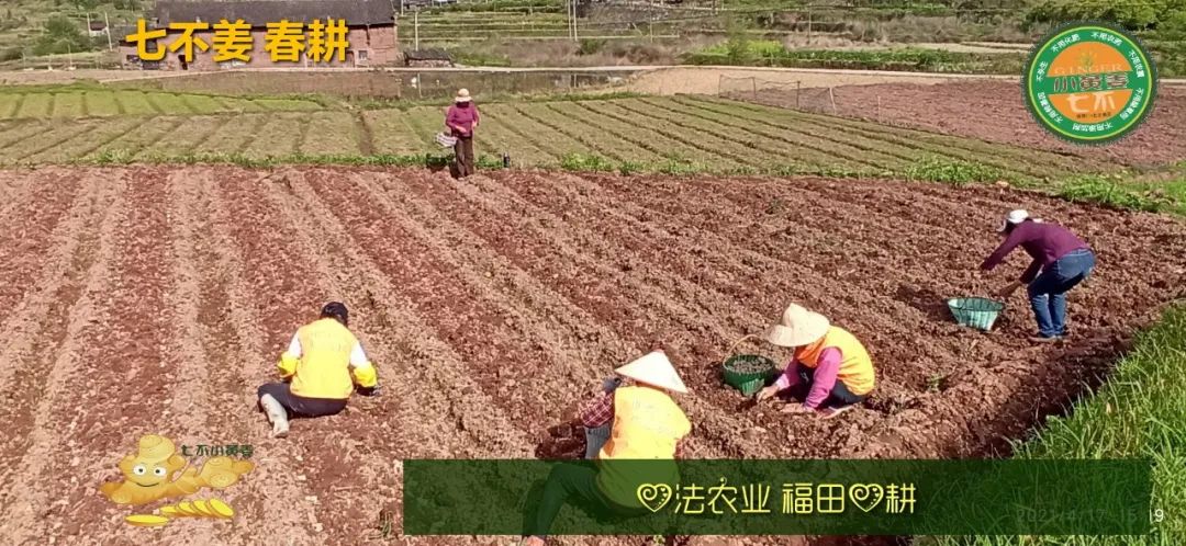 庆心法农业七不姜2021春耕开播 春耕图展 庆心法农业七不姜2021春耕开播 春耕图展