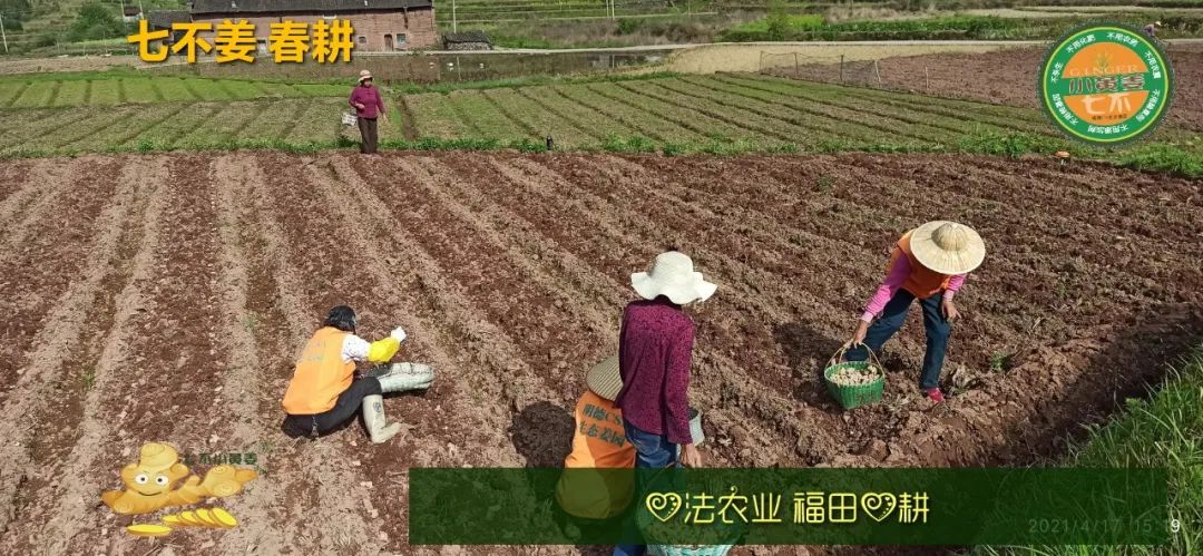 庆心法农业七不姜2021春耕开播 春耕图展 庆心法农业七不姜2021春耕开播 春耕图展