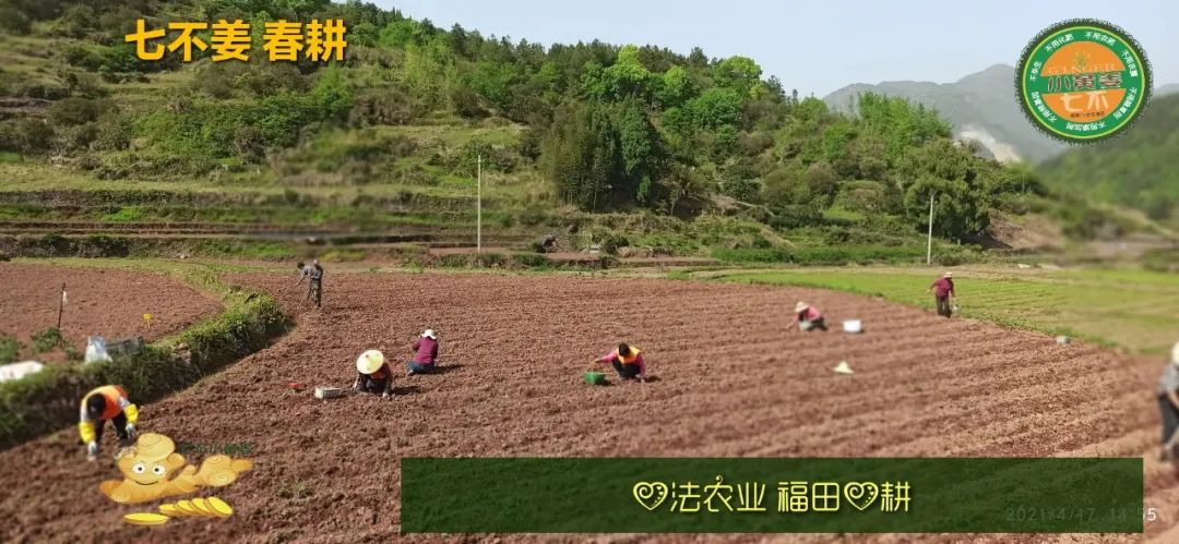 庆心法农业七不姜2021春耕开播 春耕图展 庆心法农业七不姜2021春耕开播 春耕图展