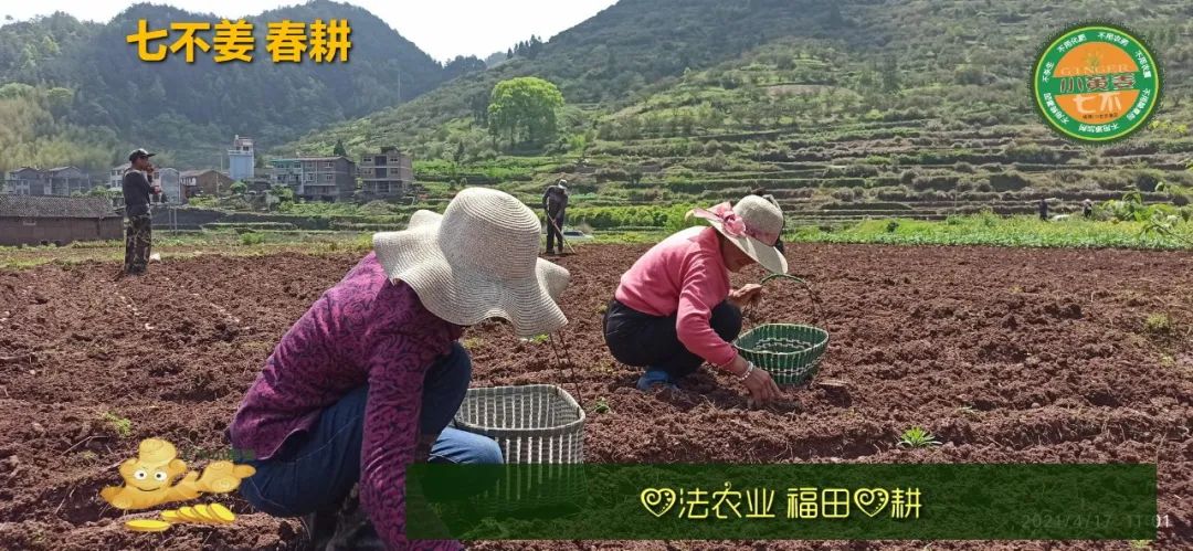庆心法农业七不姜2021春耕开播 春耕图展 庆心法农业七不姜2021春耕开播 春耕图展