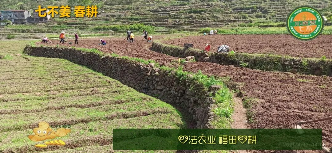 庆心法农业七不姜2021春耕开播 春耕图展 庆心法农业七不姜2021春耕开播 春耕图展
