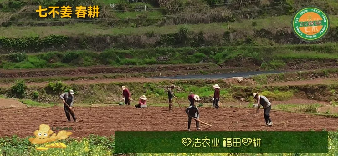 庆心法农业七不姜2021春耕开播 春耕图展 庆心法农业七不姜2021春耕开播 春耕图展