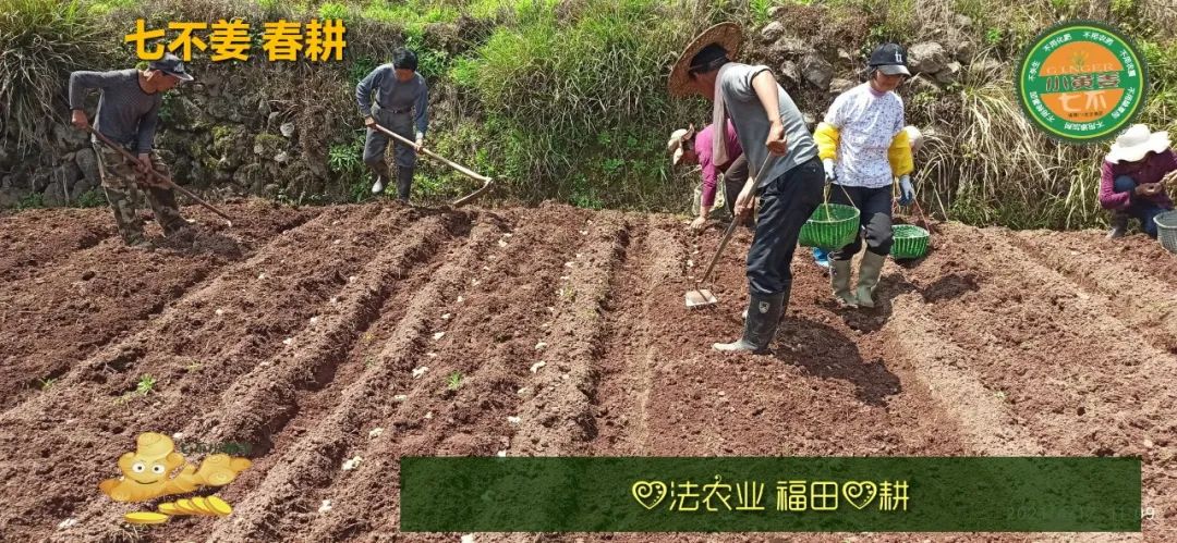 庆心法农业七不姜2021春耕开播 春耕图展 庆心法农业七不姜2021春耕开播 春耕图展