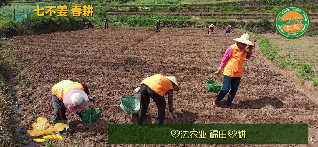 庆心法农业七不姜2021春耕开播 春耕图展 庆心法农业七不姜2021春耕开播 春耕图展